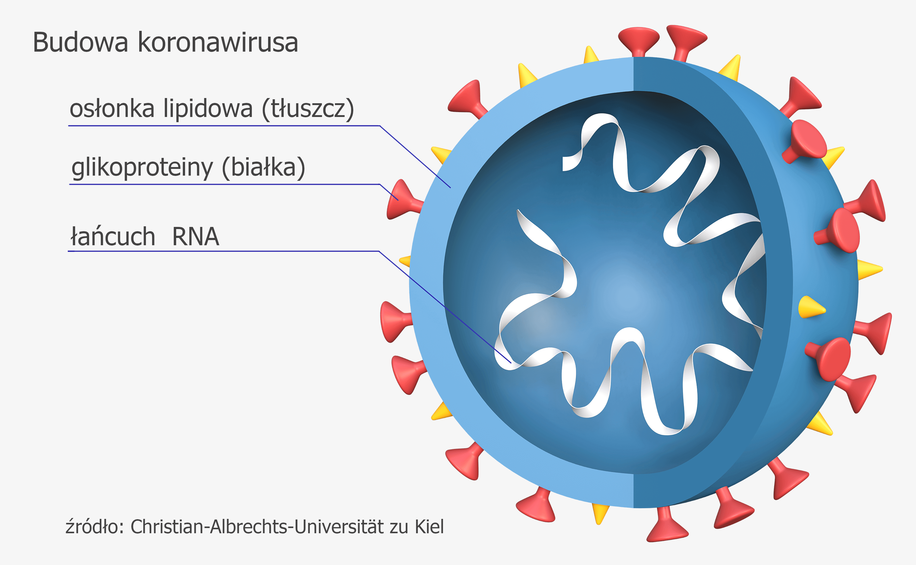 koronawirus PL