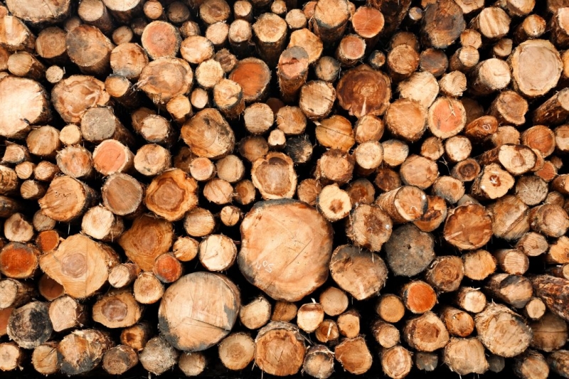 Drewno I łyko Odpowiadają Za Przewodzenie Różnych Substancji W Roślinie Drewno za 7,5 miliarda euro